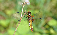 Broad-bodied Chaser (Female, Libellula depressa)